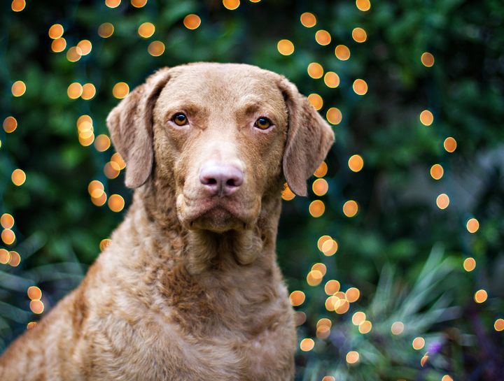 Christmas In The Forest Gala